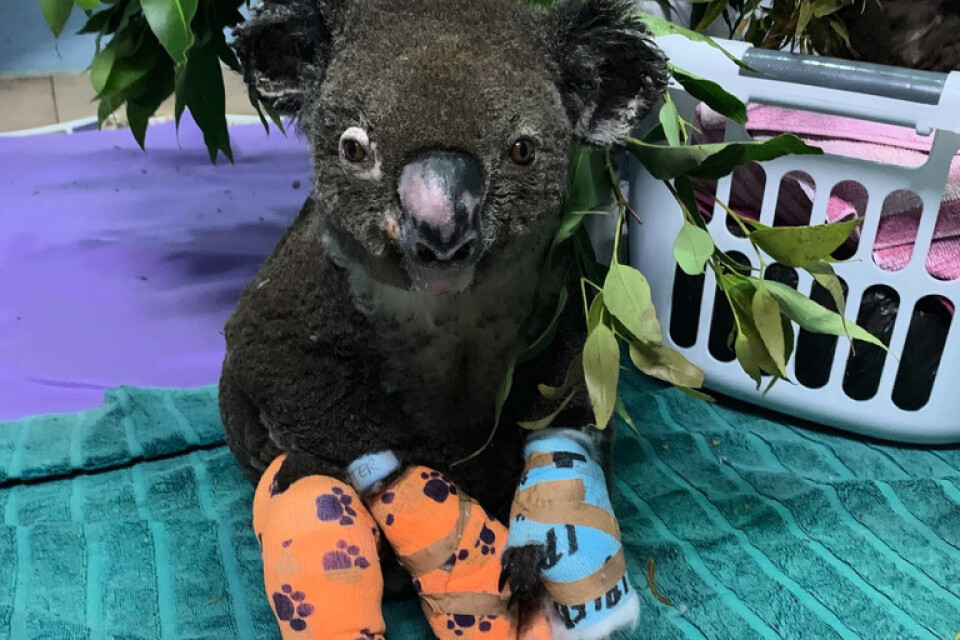 Den brännskadade koalan Peter har fått behandling.
