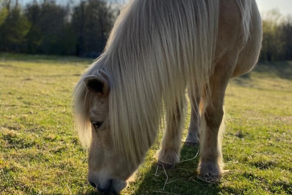 Även islandshästar blir ofta väldigt gamla. Anna som bor utanför Alsterbro är en snäll och klok häst som fyller 35 år i år.