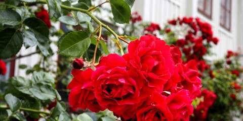 BILDER: Rosorna på Kvarnholmen – här blomstrar Kalmar