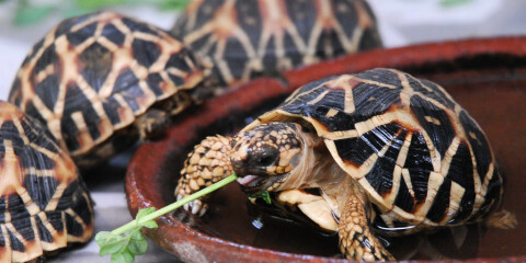 400 sköldpaddor har räddats i Malaysia. Arkivbild.