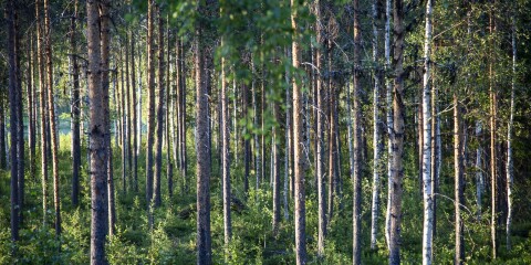 Skogsstyrelsen ska minska med 100 personer över hela landet