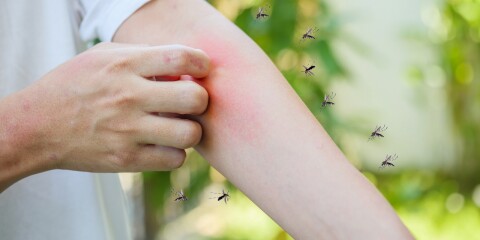 Därför är det så mycket mygg: ”Kläcktes på bara någon dag” – toppen inte nådd