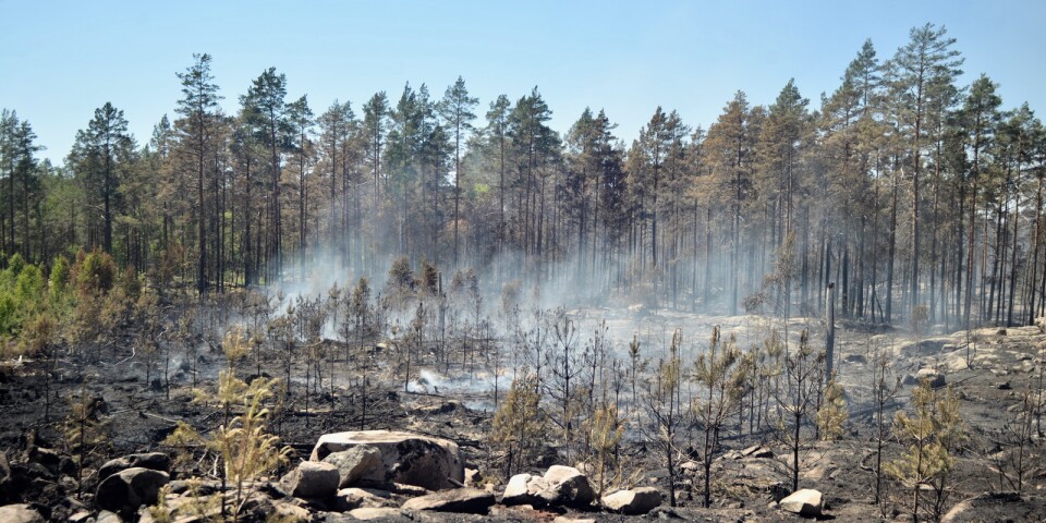 Bränderna gynnar den biologiska mångfalden, skriver Helene Anderssoon, Holmen Skog.