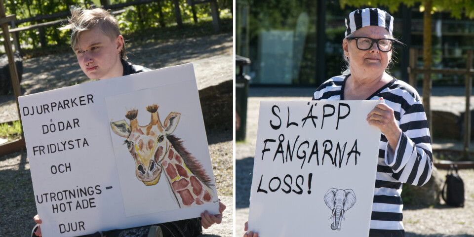 Aktivister utanför Borås djurpark – uppmanar: ”Avla inte ett djur till”