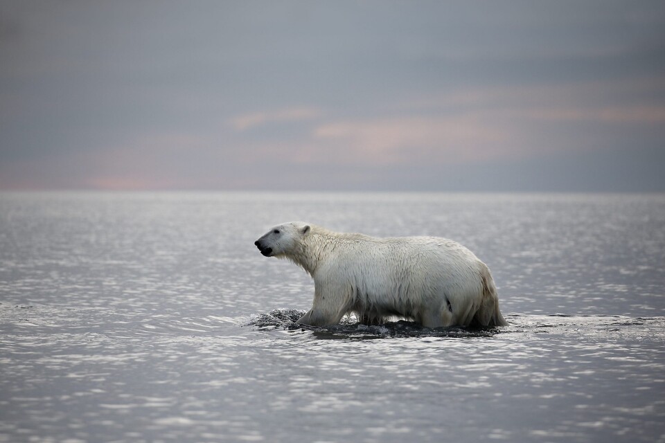 Isbjörn som kliver ur vattnet.