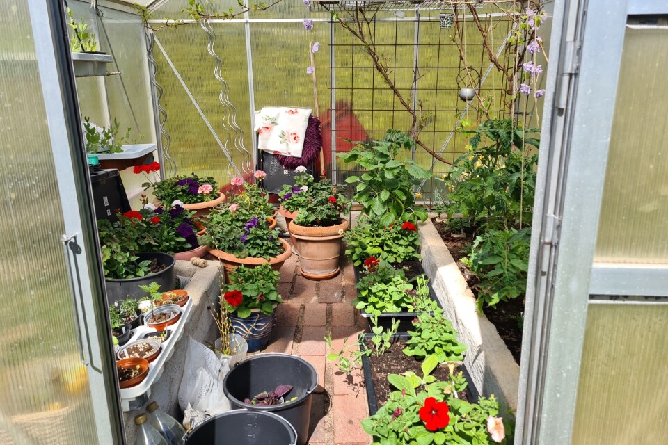 Tomatplantor ses i växthusen under Öland Spirar.