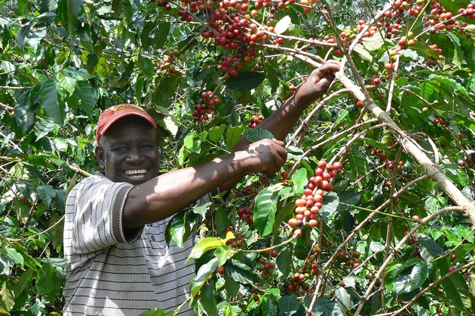 David Ndumberi, som odlar skuggkaffe utanför Nairobi i Kenya, har tack vare Fairtrade kunnat utveckla sin verksamhet, konstaterar Anders Hjorth.
