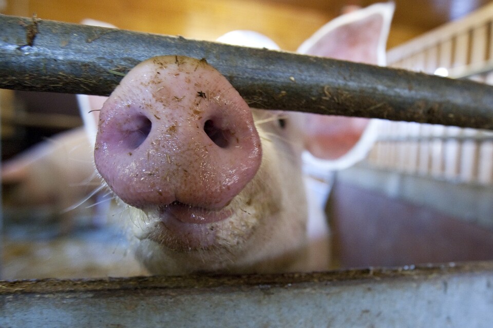 Barbariskt att gasa grisarna med koldioxid före slakt, anser skribenten.