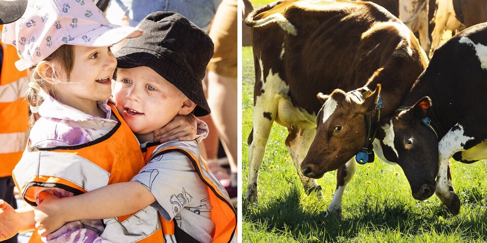 Glada barn på kosläpp i Hössna: ”Det bästa är att korna är så fina”