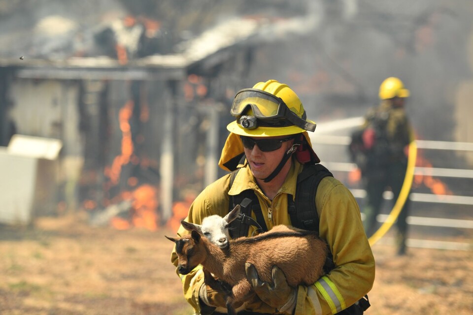 En get räddas av en brandman från ett brinnande hus nära Lower Lake, Kalifornien.