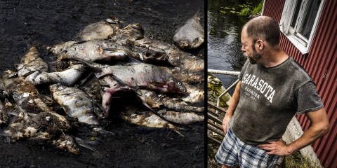 Mängder av död fisk kommer flytande: ”Då började man undra”