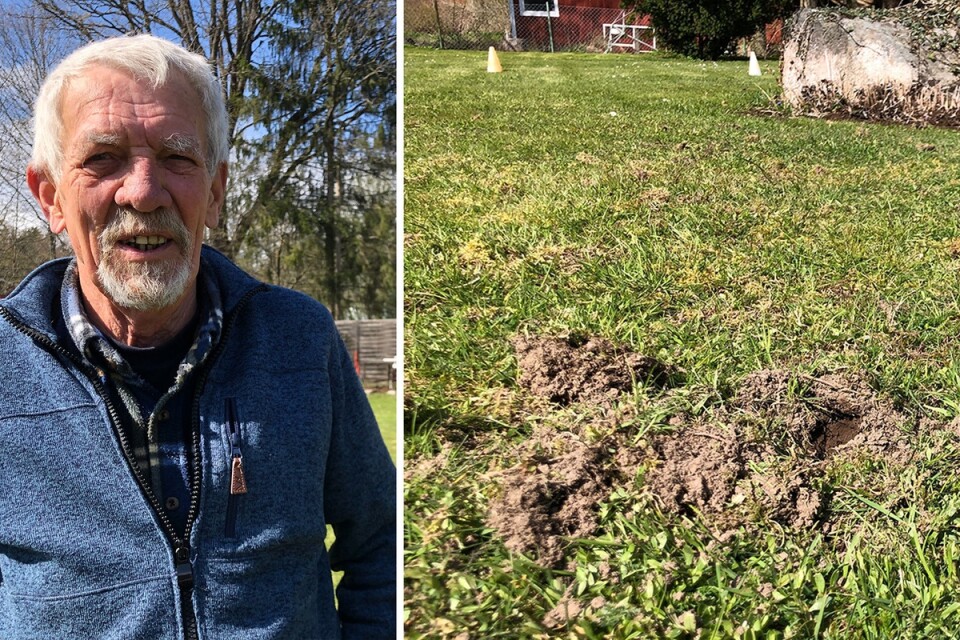 Janne Ek har under flera års tid upplevt stora problem med kajor i trädgården.