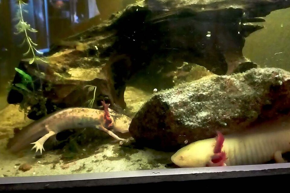 På bilden syns en sjuk axolotl som efter en misslyckad avlivning ska ha slängts tillbaka i vattnet.