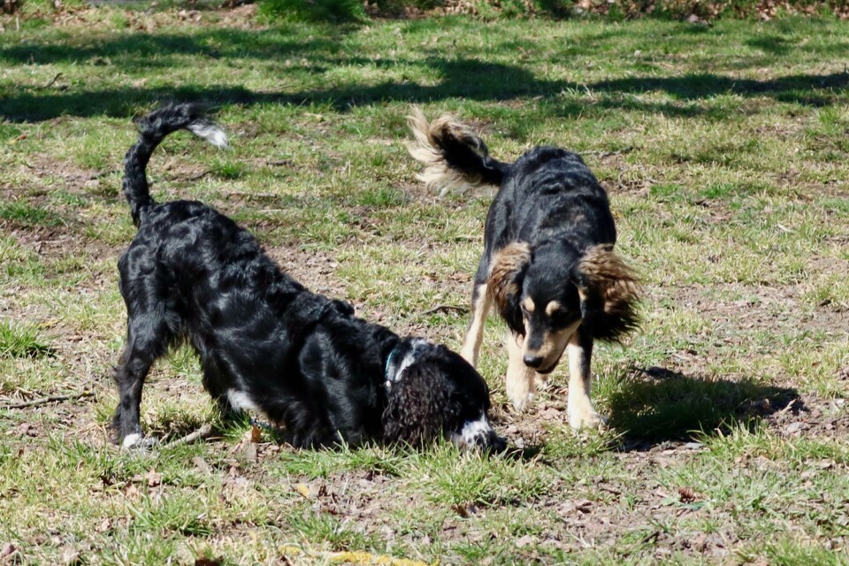 Socialt umgänge. Hundarna Ariel och Lajka leker i solen.