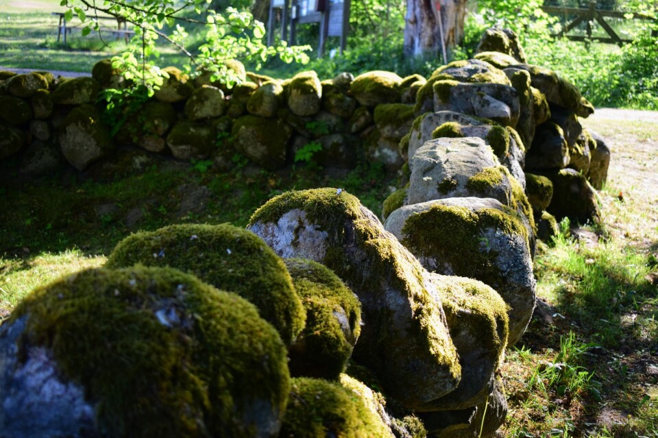 Mossbelupna stenar längs stigen förbi Glimmebodagården.