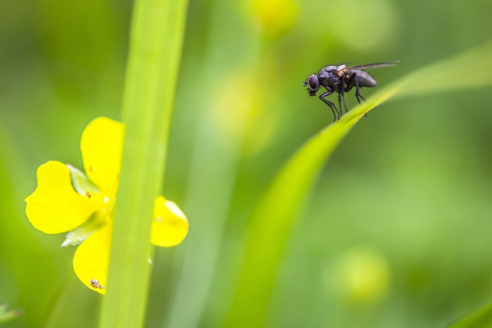 Flugor kan vara irriterande, men är högst nödvändiga för den biologiska mångfalden.