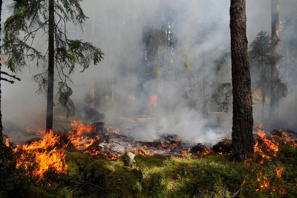 En naturvårdsbränning i Storasjöområdets naturreservat 2020.