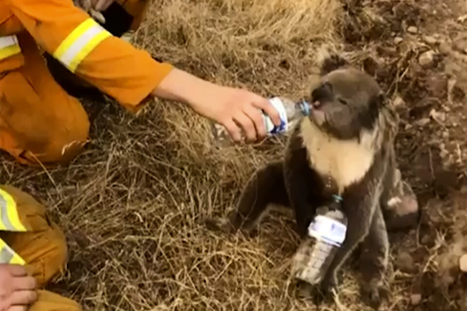 En brandman hjälper en koala i brandhärjade Cudlee Creek i South Australia att dricka vatten. Bilden togs i slutet av december 2019.