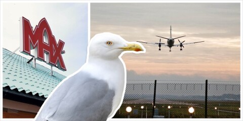 Flygplatsens varning – hamburgerhak kan locka till sig farliga fåglar