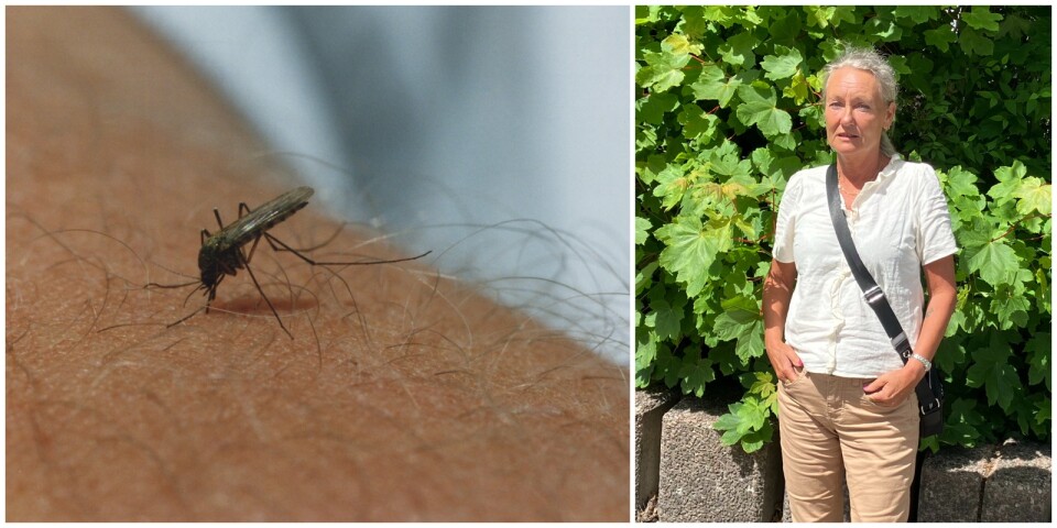 Kalmar län invaderat av mygg – förskolebarn kan inte sova utomhus