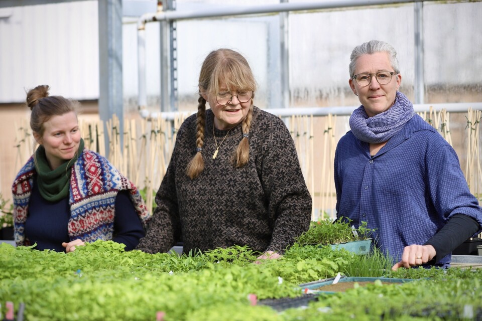 Annie Wahlén, Eva Petersson och Tina Widell från Capellagårdens trädgårdsbutik samt plantskola. Här inne i det stora växthuset växer sådderna för fullt.