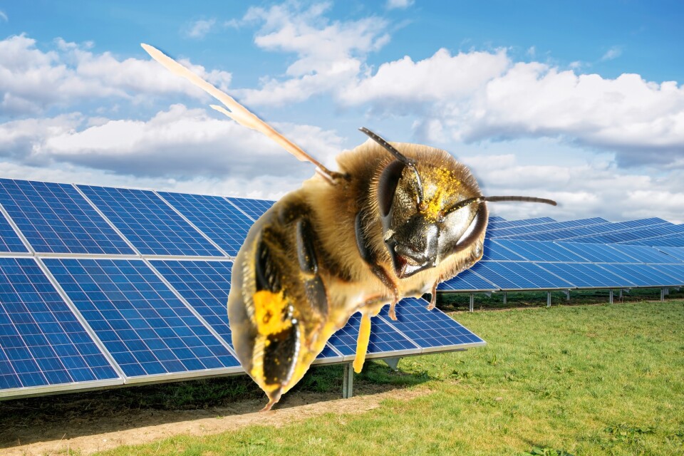 Vilda bin sätter stopp för planerna på en solcellspark.