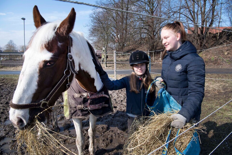 Greta Arwedal, 10 år, och ledare Sonja Nilsson matade hästen Laura.