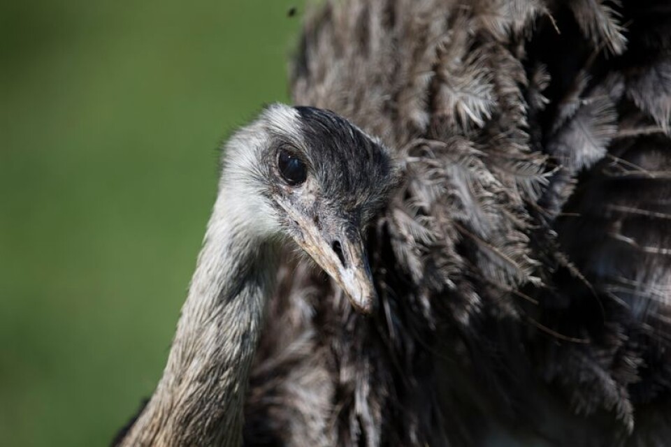Emu-strutsen Houdini rymde från sin ägare Tomas Lundberg under måndagen. Men när fågeln fångades tre timmar senare, dog den av chock.