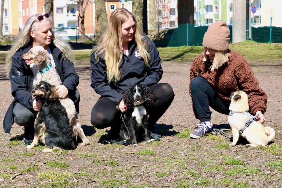 Socialt umgänge. Hundägarna Elisabeth och Stephanie Andersson och Marie-Christine Larzenius märker att hundarna mår bra av att umgås med andra hundar.