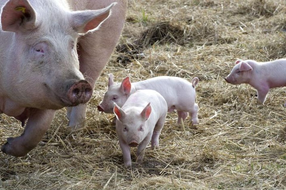 Med den KRAV-märkningen har grisarna nu alltid tillgång till att springa fritt i hagen.