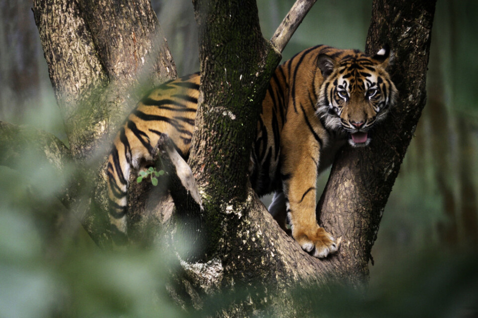 En tiger har dödat en odlare av kaffebönor på Sumatra. På bilden syns en tiger från ett zoo i Medan i norra Sumatra. Arkivbild.
