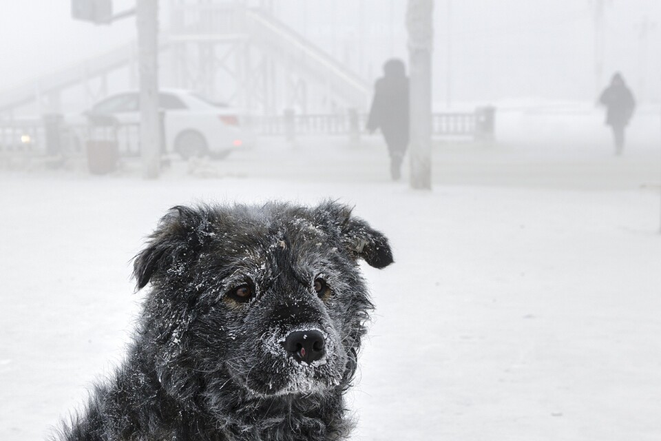 Två personer anklagas för att ha lämnat sina hundar i ett kallt uthus och åkt på semester. Här är en annan övergiven och kall hund, en gatuhund i Sibirien. Arkivbild.
