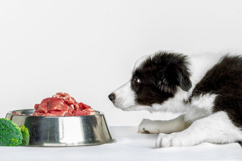 Rått rött kött och rester från matte och husses tallrik kan vara bra för hundmagen. Hunden Nala vid dukat bord.