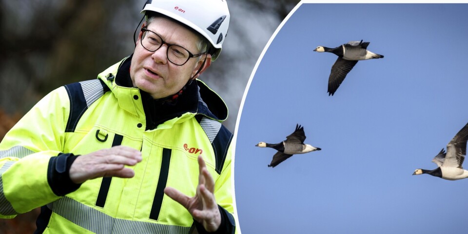 Peter Hjalmar, distrikschef Eon, om upprepade fågelproblem.