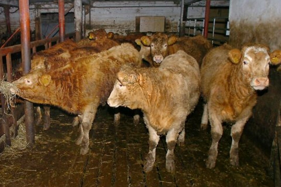 Köttproduktionen är det största hotet mot klimatet, menar insändarskribenten.
