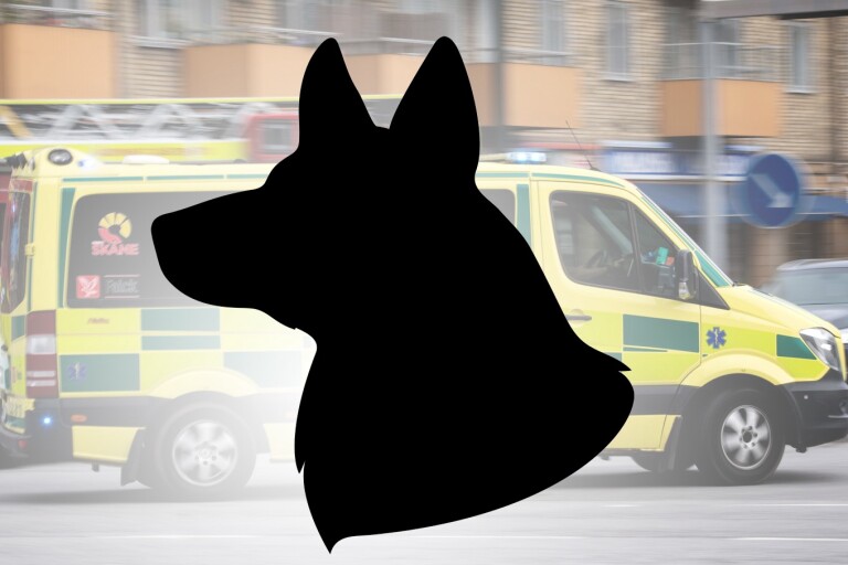 Brott: Kvinna i ambulans efter hundattack