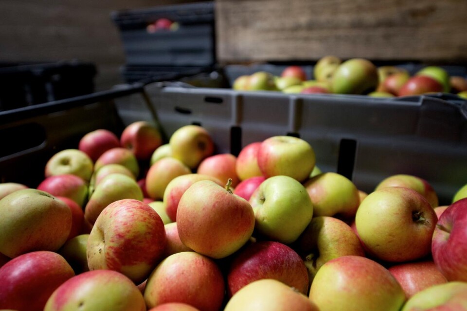 Äpplena ska så fort som möjligt in i kylanläggningen för att stoppa mognadsprocessen.