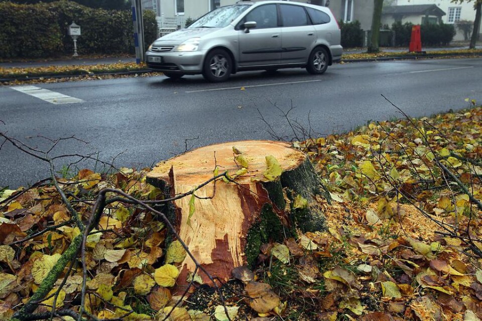 Sjuka träd har fått falla i Trelleborg den senaste tiden.