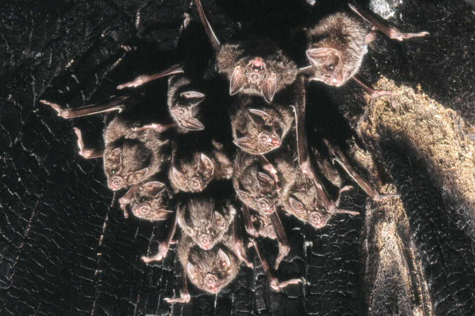 Egentlig vampyr (Desmodus rotundus) lever i flockar och har ett komplext socialt liv.