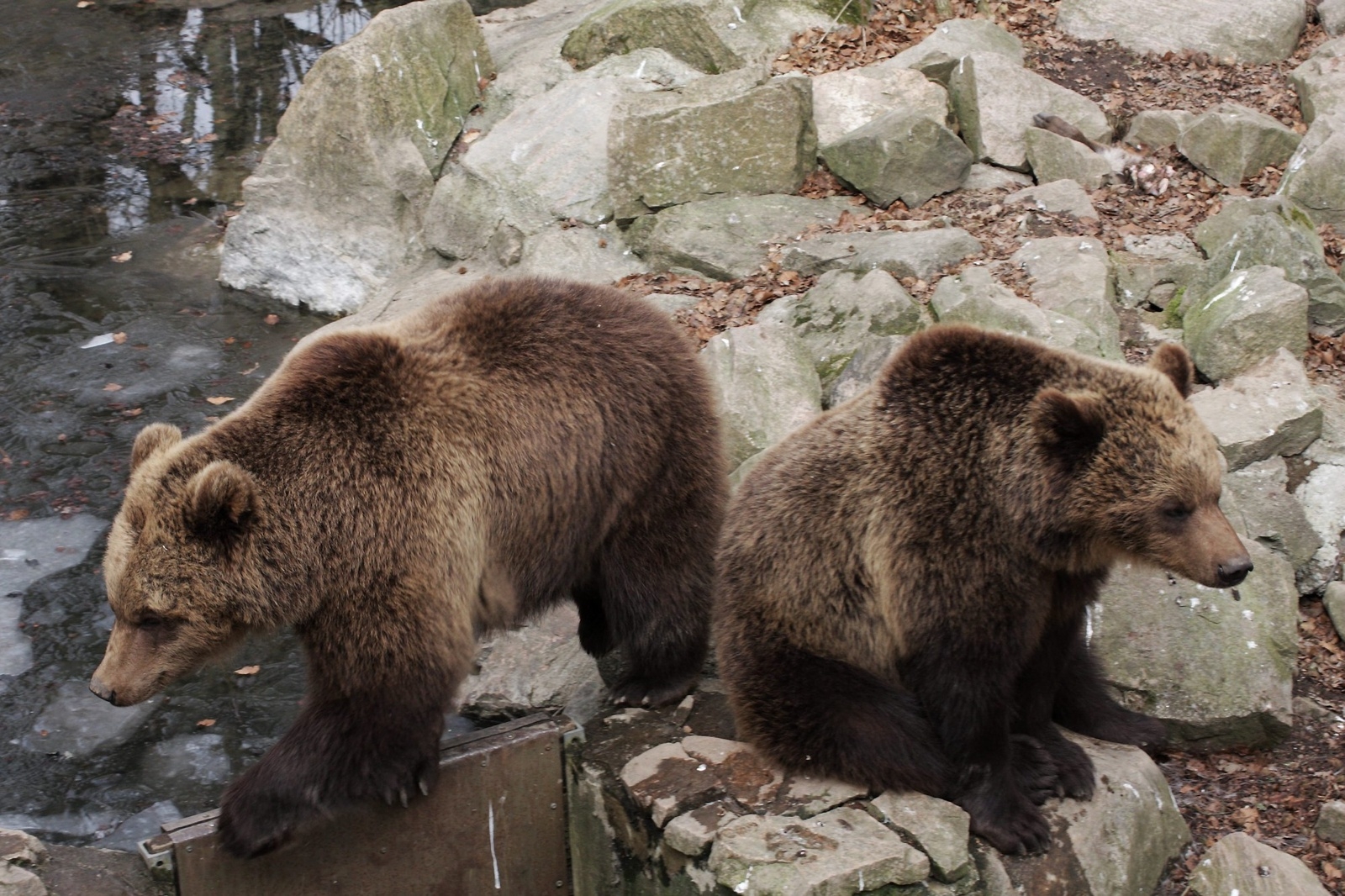 Ungbjörnarna Egil och Ellen ska snart lämna Skånes djurpark för en anläggning i Frankrike.                   Foto: Henrik Lindahl