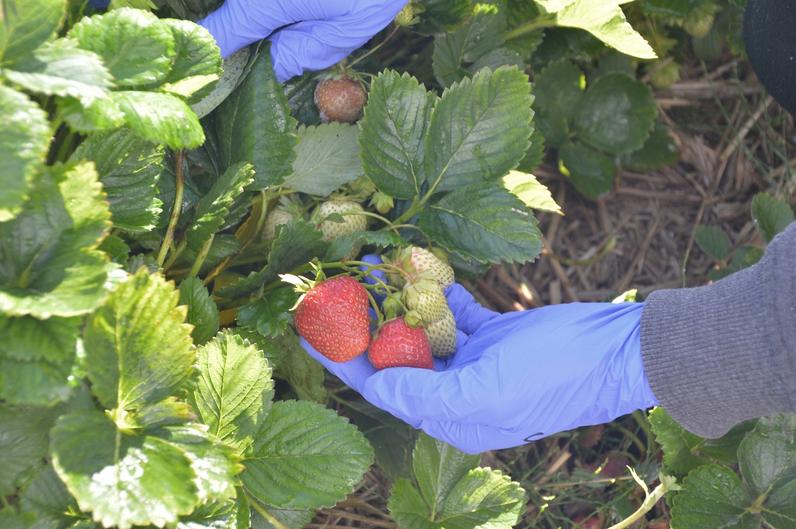 Det finns många gryllingar (ett skånskt uttryck för omogna gröna jordgubbar) kvar på plantorna.