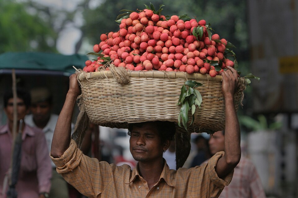 En säljare i Indien bär litchis i en korg. Arkivbild.