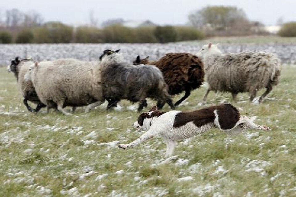 Hunden ska bland annat hålla samman flocken på fem får och driva dem i så rak linje som möjligt. Bild: Claes Nyberg