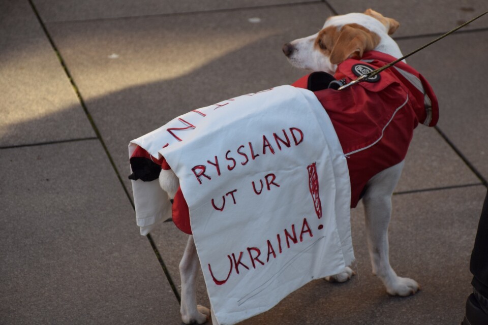A dog with a clear message – Russia out of Ukraine