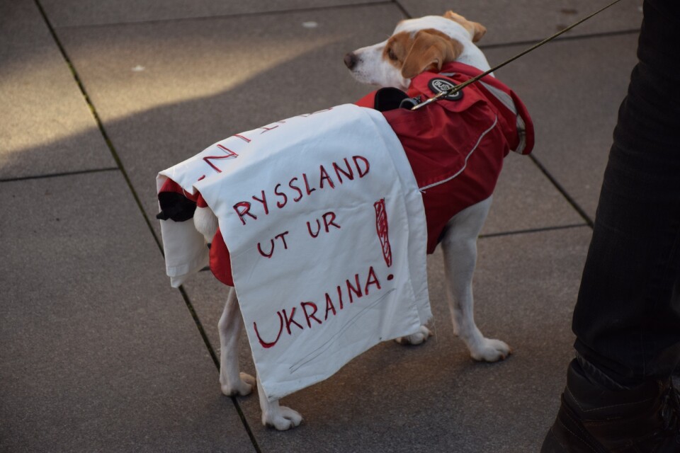 En hund med klart budskap – Ryssland ut ur Ukraina.