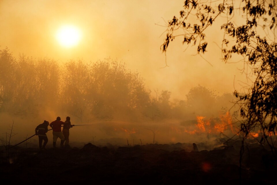 Skogsbränder pågår just nu runt om i världen. Ett växande hot.
