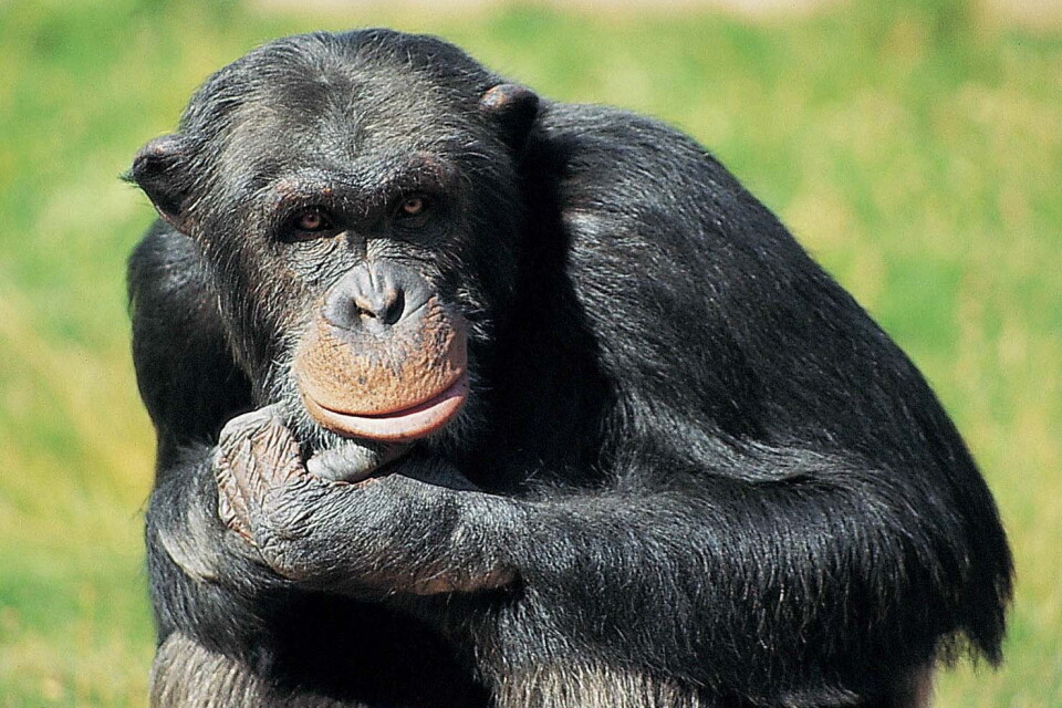 Schimpansen Santino sköts efter att han och de andra schimpanserna på Furuvik tagit sig ut ur sina hägn. Han har nu bekräftats död. Arkivbild.