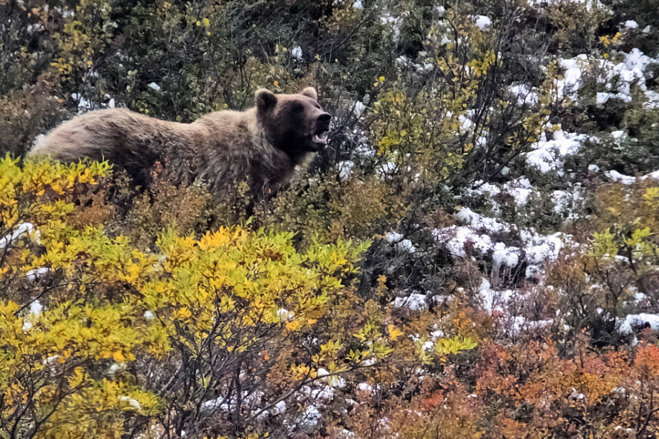 En grizzlybjörn i Alaska, björnen på bilden har inget med texten att göra.