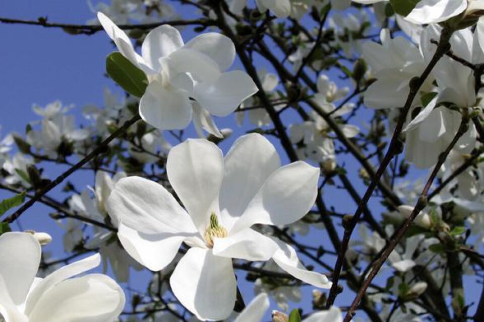 Magnolia loebneri Merrill, hybridmagnolia.