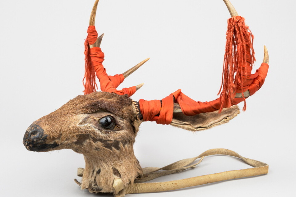 Det ceremoniella hjorthuvudet – "maaso kova" – är ett av flera föremål som Sverige återlämnade till Mexiko och yaqui-folket under en ceremoni i Stockholm. Pressbild.